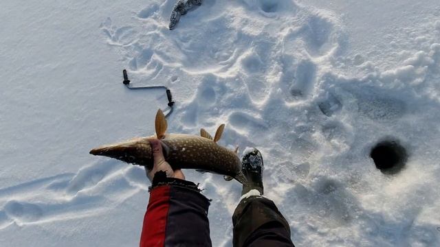РЫБАЛКА НА КРОКОЗЯБРУ! НАШЕЛ ЛОГОВО ЩУК! ОНИ КЛЮЮТ ОДНА ЗА ОДНОЙ! ОТОРВАЛСЯ ПО ПОЛНОЙ! (серия 3-2) смотреть онлайн