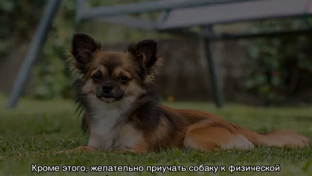 Сколько живут собаки в домашних условиях: таблица по породам смотреть онлайн