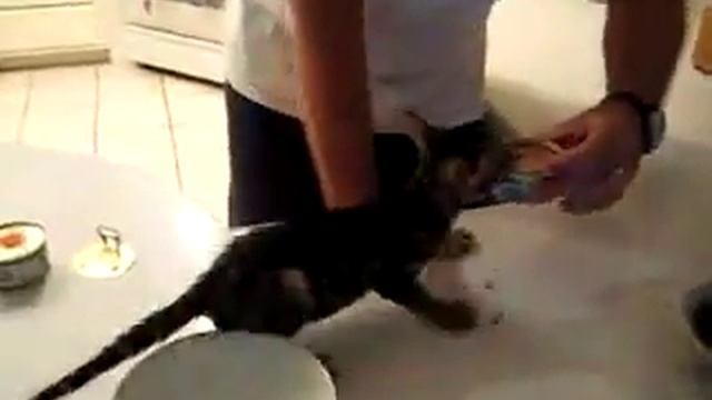 Жадность - хахах очень смешное Видео xDDDDD смотреть онлайн
