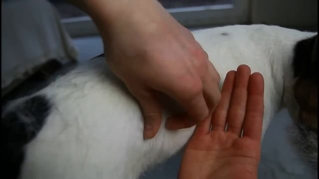 Trimming/Stripping a broken coated Parson Russell Terrier смотреть онлайн
