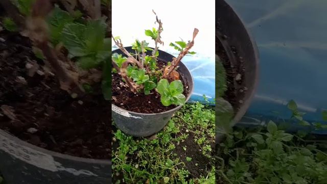 Гортензия начала рости ч.1 смотреть онлайн