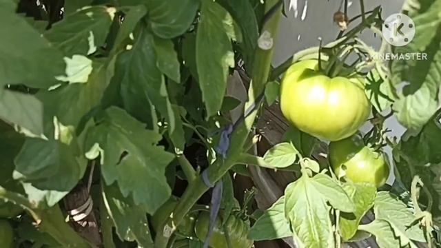 Сибирь.Огородный Vlog ?. Томаты. Капуста. Свёкла. Лук. смотреть онлайн