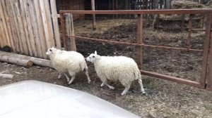 Баран породы Тексель 75% . Прибавление на ферме .