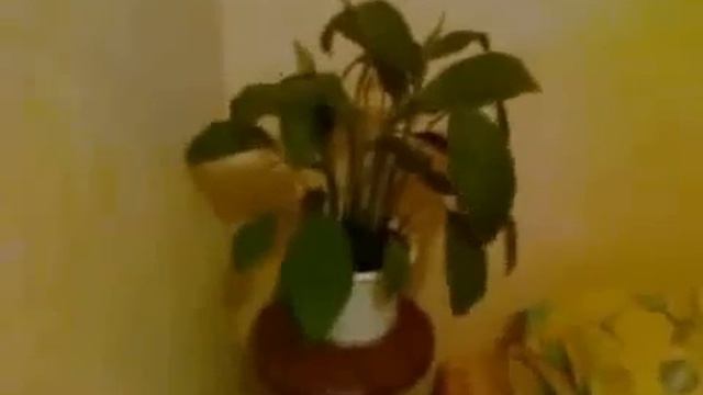 Землетрясение в Красноярске 24 декабря 2011 смотреть онлайн