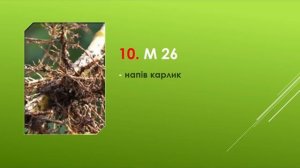Подвой. Часть 1. «Подвой для яблони». Все типы подвоев для яблони. Какой подвой выбрать для сада.