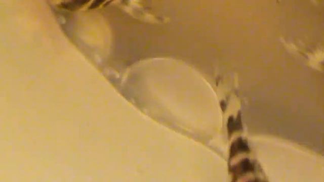 сомята смотреть онлайн