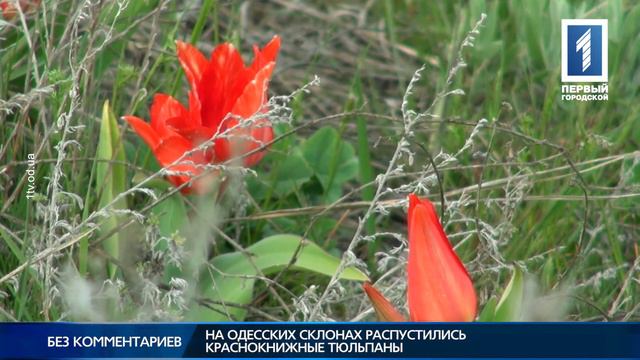 На одесских склонах распустились краснокнижные тюльпаны смотреть онлайн