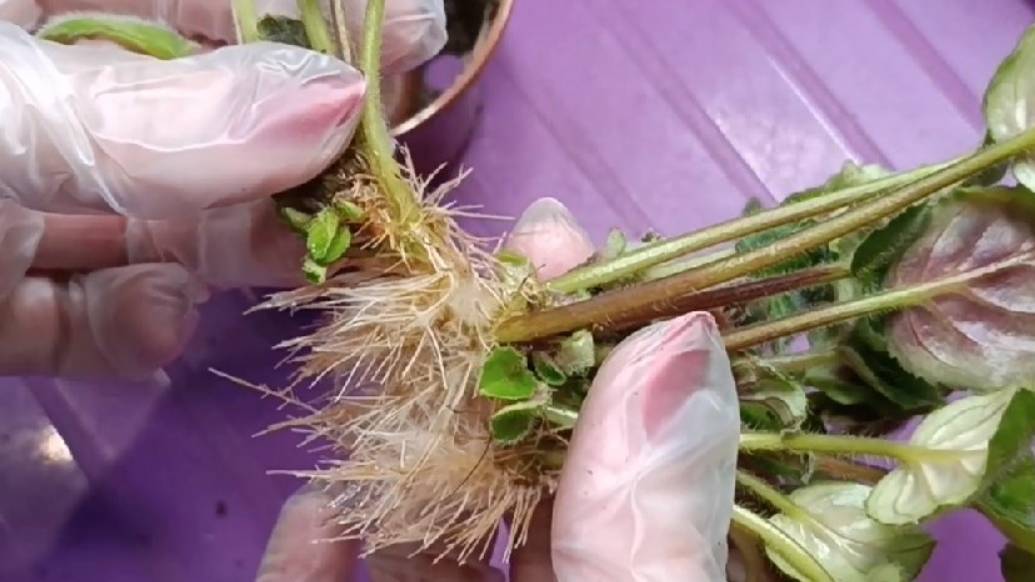 Пересадка фиалок-трейлеров на фитиль .Ан-Грета Гарбо и Patt's Cameo