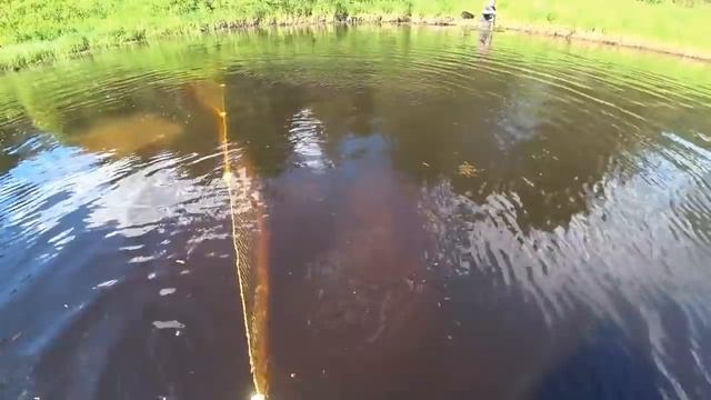 В ЭТОЙ ЛУЖЕ РЫБА ЕСТЬ \ РЫБАЛКА НА БРЕДЕНЬ \ ЗОЛОТО СЕВЕРА \ РЫБАЛКА СЕВЕРА, ДЕДОВСКИМ СПОСОБОМ! смотреть онлайн