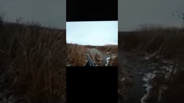 охота на шакала с гончими