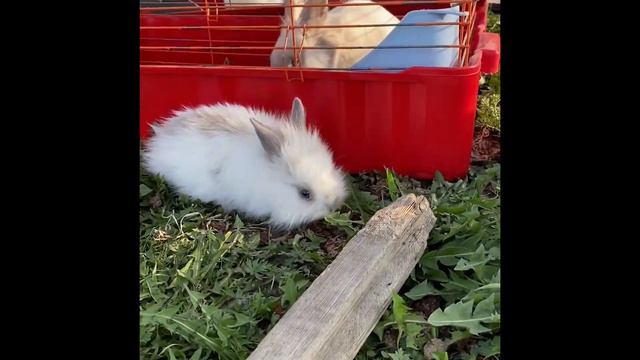 Карликовые Мелкие кролики скачут по полянке. Милые животные. смотреть онлайн