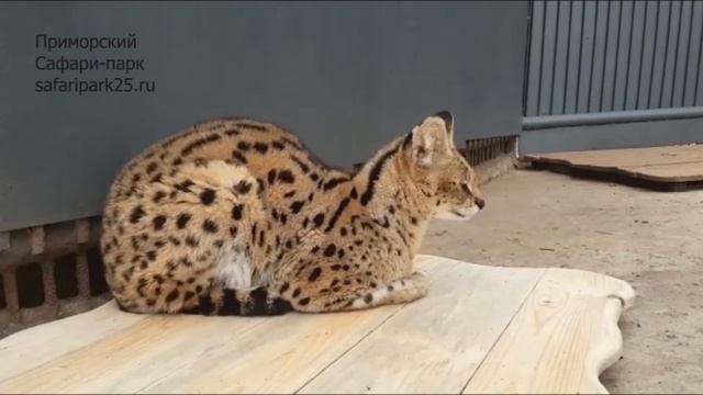 АФРИКАНСКИЙ СЕРВАЛ В ПРИМОРСКОМ САФАРИ-ПАРКЕ смотреть онлайн