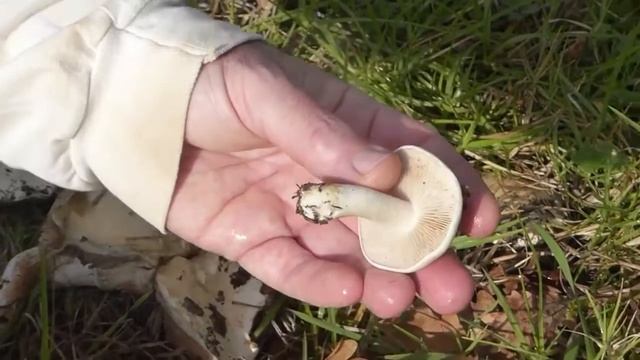 Hebeloma crustuliniforme смотреть онлайн