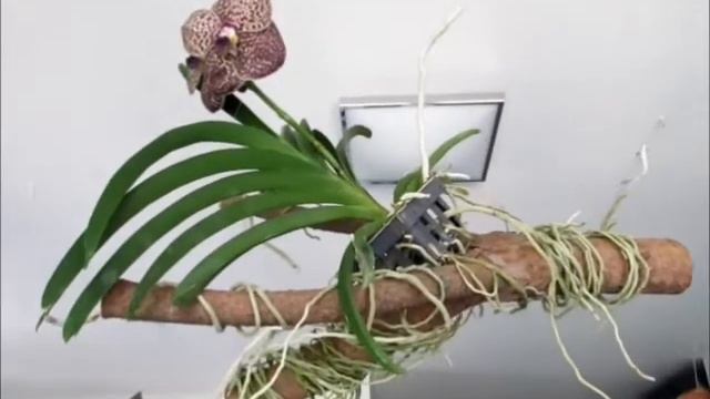 Как я выращиваю орхидею Ванда - Ринхостилис - Аскоценда смотреть онлайн