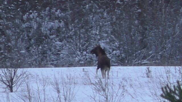 Наблюдение за сохатым смотреть онлайн