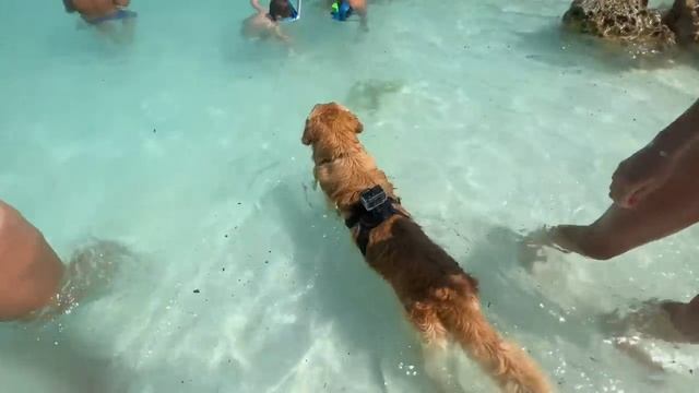 My Dog Rides A Speed Boat смотреть онлайн