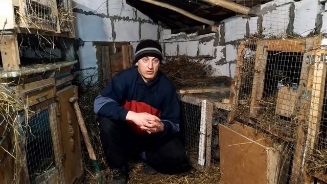 Какие породы кроликов лучше разводить на мясо? смотреть онлайн