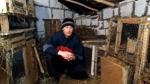 Какие породы кроликов лучше разводить на мясо?