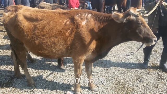 Скотный рынок, Фуркат | 25.02.18 | ?Цены на коров и телок, Швицкая порода смотреть онлайн