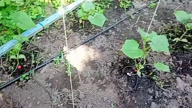 Капельный полив для огурцов смотреть онлайн