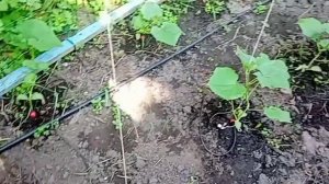 Капельный полив для огурцов