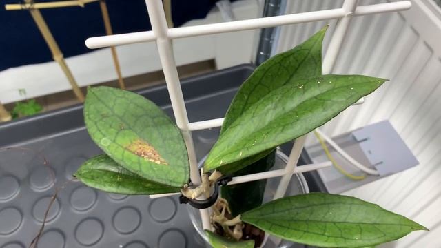 HOYA TOUR | 40+ Hoyas From My Collection |