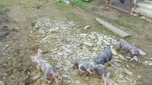 порода свиней терминал , терминал с пьетреном , чистокровные дюрки