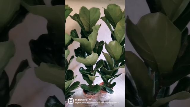 Лировидный Фикус Колумнарис смотреть онлайн