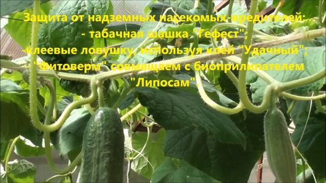 Как помочь растениям в период плодоношения справиться с насекомыми-вредителями? смотреть онлайн