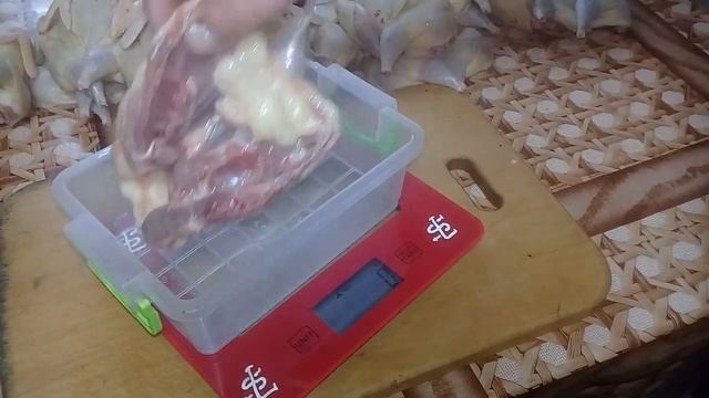 Перепела,забой,вес тушки петушка в 60 дней + смотреть онлайн