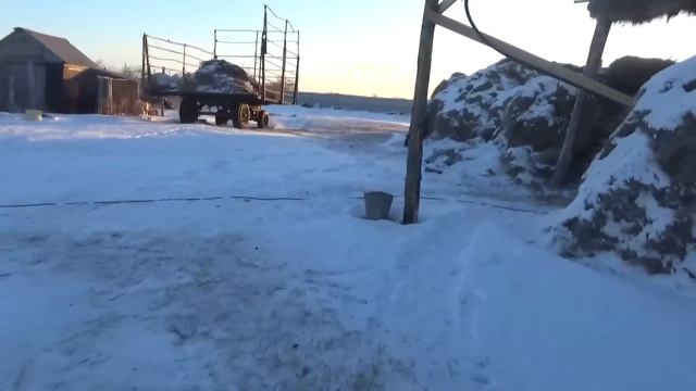Одно утро из жизни Крестьян. Тёлочку назвали Та......