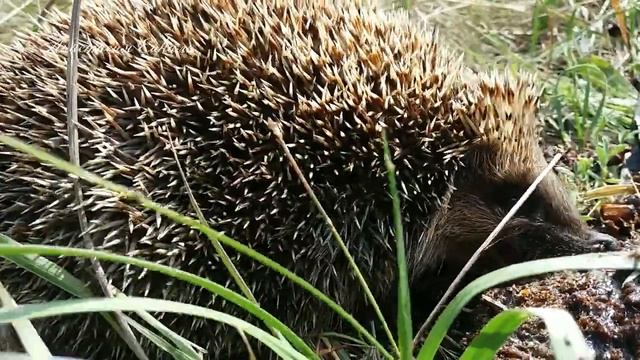 Что делает Ежик на пасеке? Оказывается, он просто любит Мёд! смотреть онлайн