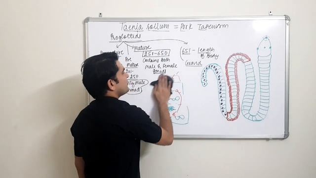Phylum Platyhelminthes Part 03 I Life Cycle of Taenia solium I ANIMAL KINGDOM Lecture 13 I NEET BIO смотреть онлайн