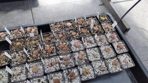 Коллекция литопсов.Полив,литопсы хотят пить.Советы по уходу.lithops «drink»