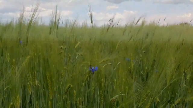 Ян Френкель - Русское поле смотреть онлайн