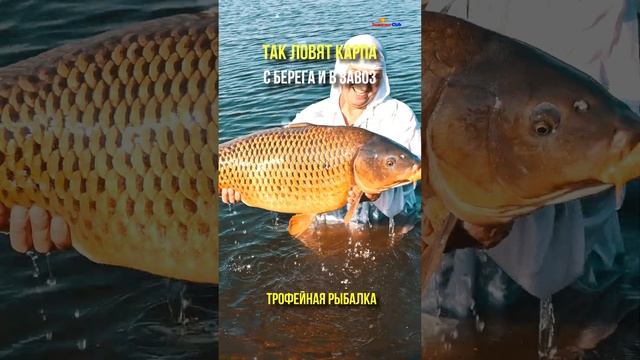 Какие бывают самые крупные карпы Вот они какие Карпфишинг Рыбалка #shorts смотреть онлайн