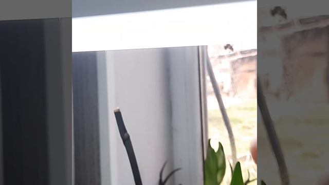 Мои цветущие орхидеи смотреть онлайн