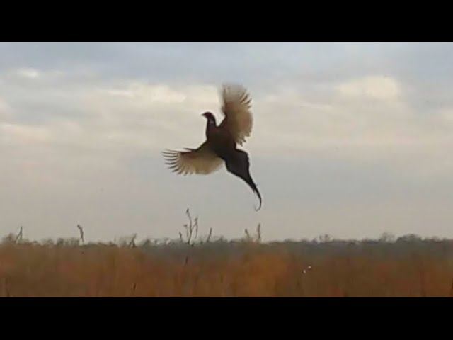 На фазана с собакой-пенсионером. Русский охотничий спаниель Фея, ей 10,5 лет. смотреть онлайн