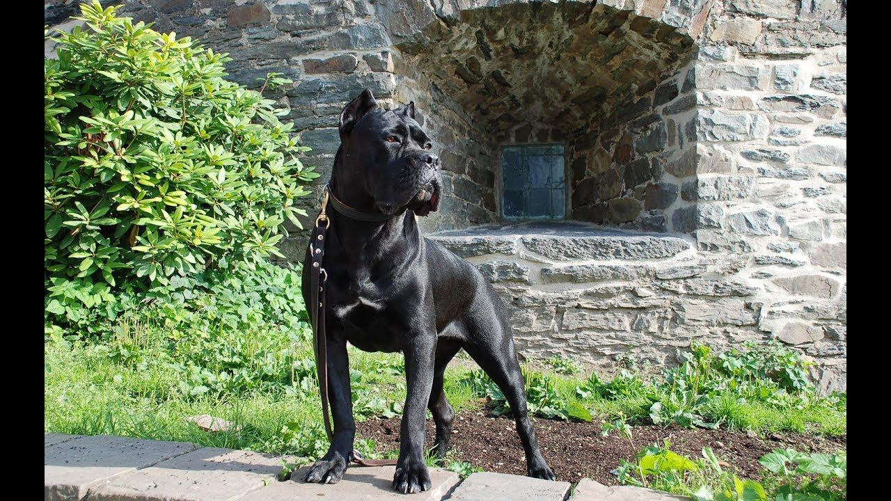 Кане-Корсо / Cane-Corso. Собаки от А до Я. смотреть онлайн