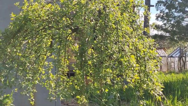 29.05.22 Дача.Поливаю томаты, перцы и баклажаны новым удобрением "Субстрат водорослей". смотреть онлайн