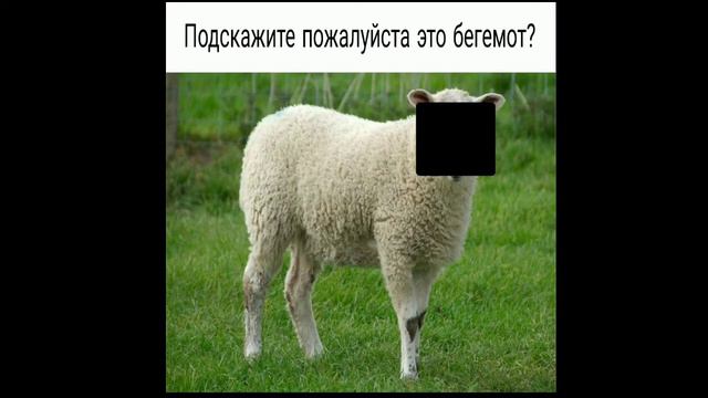 Самое смешное видео в мире. Попробуй не засмеяться челлендж. смотреть онлайн