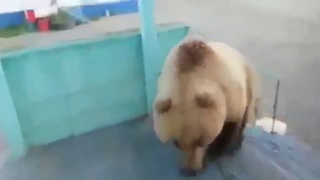 Медведь пытается открыть общагу вахтовиков. смотреть онлайн