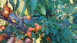 АБРИКОС АПРИУМ / ГИБРИД АБРИКОСА И СЛИВЫ