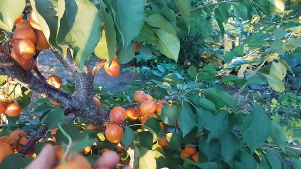 АБРИКОС АПРИУМ / ГИБРИД АБРИКОСА И СЛИВЫ