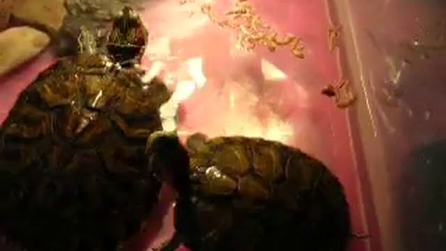 Красноухие черепахи 1 год смотреть онлайн