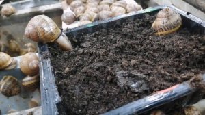 Как Улитка зарывается в землю | Откладка икры | Улиточная ферма Снэйлсэко