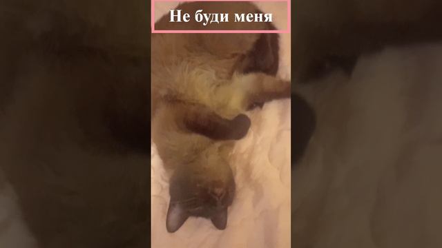Cat MUSIK НЕ БУДИ МЕНЯ смотреть онлайн