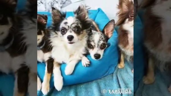 Видео про Anny Magic и её собак.