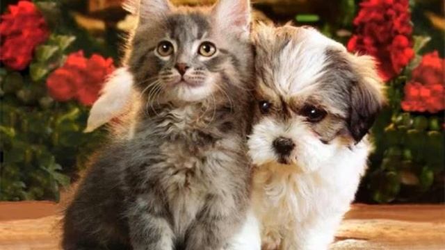 Какая польза от кошек? смотреть онлайн