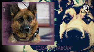 Собачья работа. Таможня